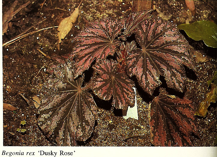B. ‘Dusky Rose’